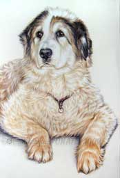 Portrait du chien Bambou ralis par Jean-Jacques Onate, portraitiste animalier